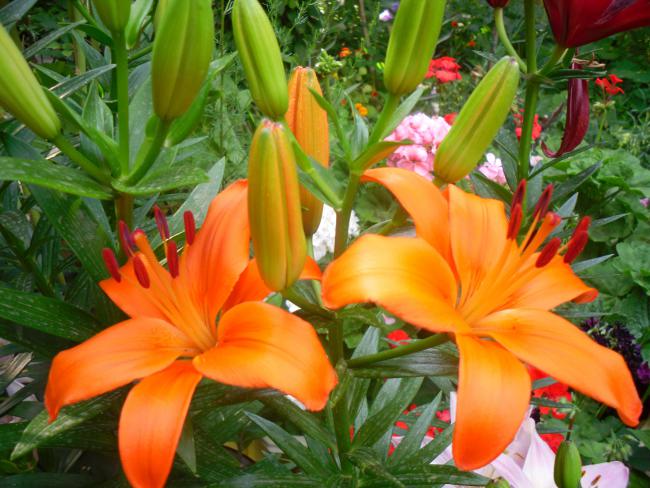 Name:  SDC12205 copy.jpg
Views: 654
Size:  58.1 KB