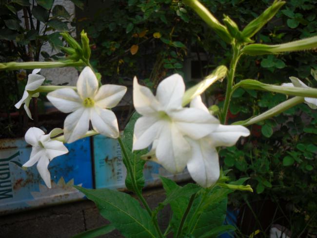 Name:  SDC12206 copy.jpg
Views: 640
Size:  44.3 KB
