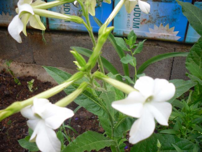 Name:  SDC12207 copy.jpg
Views: 646
Size:  49.0 KB