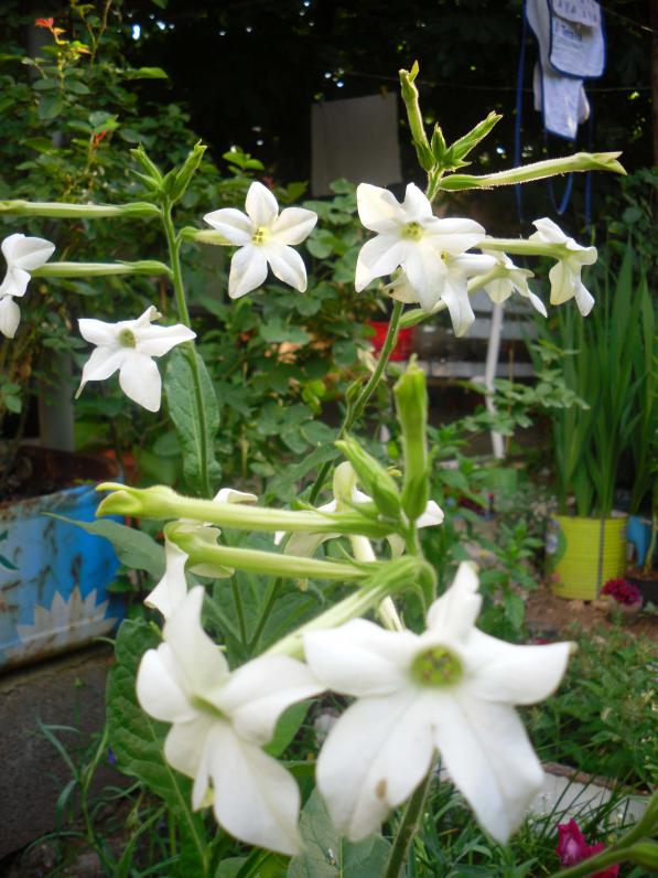 Name:  SDC12208 copy.jpg
Views: 641
Size:  73.4 KB