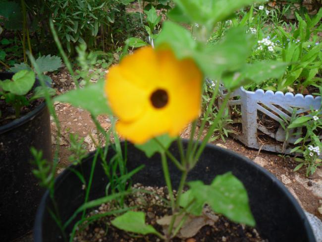 Name:  SDC12209 copy.jpg
Views: 650
Size:  51.9 KB