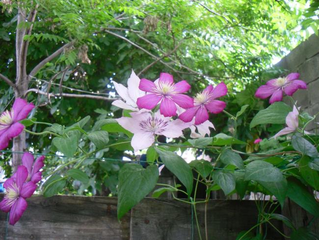 Name:  SDC12212 copy.jpg
Views: 644
Size:  66.1 KB
