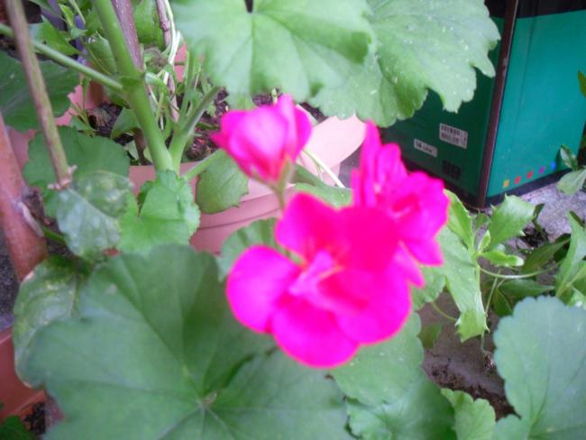 Name:  SDC12213 copy.jpg
Views: 635
Size:  40.5 KB