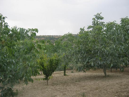 Name:  bahe5.JPG
Views: 1397
Size:  59.4 KB