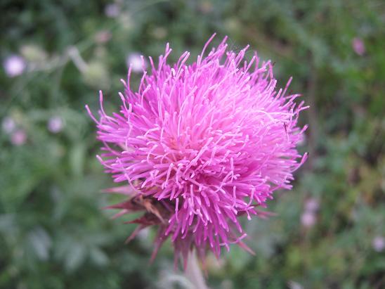 Name:  dikenli kr bitkisi.JPG
Views: 3003
Size:  45.9 KB
