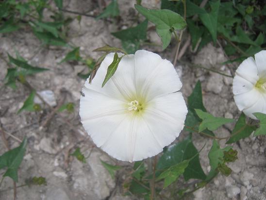 Name:  tarla sarma.JPG
Views: 1811
Size:  44.5 KB