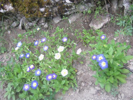 Name:  ipomea-.jpg
Views: 1623
Size:  56.9 KB