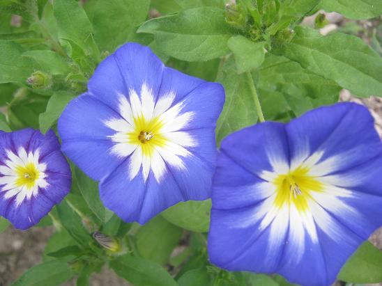 Name:  ipomea v.JPG
Views: 1626
Size:  46.2 KB