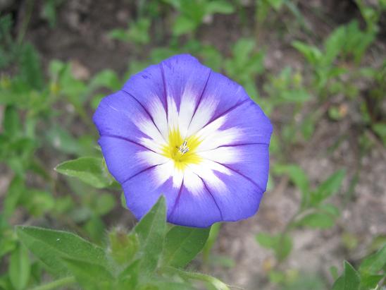 Name:  ipomea v2.JPG
Views: 1659
Size:  40.8 KB
