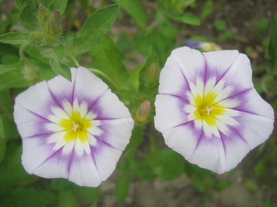Name:  ipomea v1.JPG
Views: 1638
Size:  39.9 KB