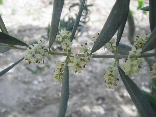 Name:  zeytin iek.JPG
Views: 1461
Size:  45.5 KB