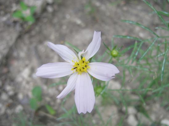 Name:  cosmos.JPG
Views: 1592
Size:  36.8 KB