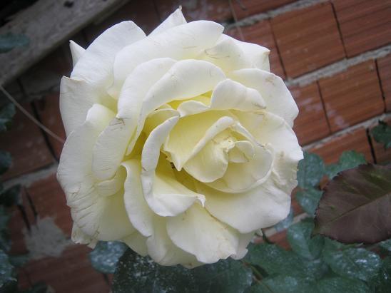 Name:  gl.JPG
Views: 1630
Size:  40.6 KB