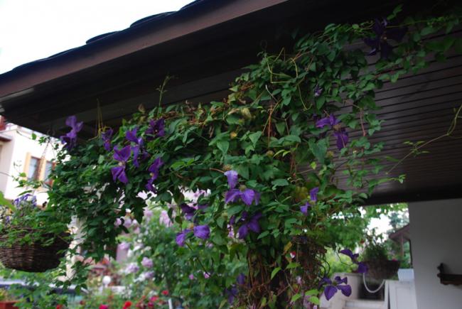 Name:  DSC_0499.jpg
Views: 823
Size:  50.3 KB