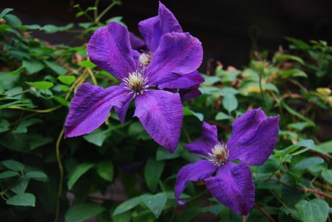 Name:  DSC_0504.jpg
Views: 828
Size:  39.0 KB