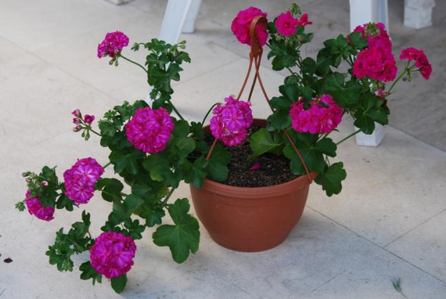 Name:  DSC_0515.jpg
Views: 839
Size:  41.0 KB