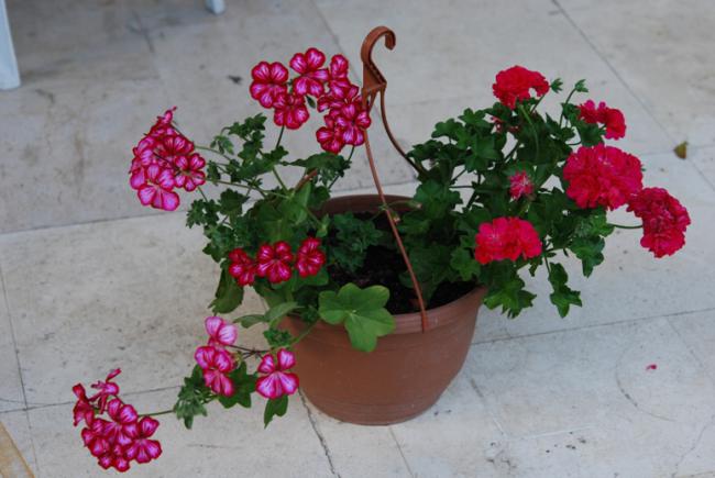 Name:  DSC_0522.jpg
Views: 798
Size:  40.6 KB