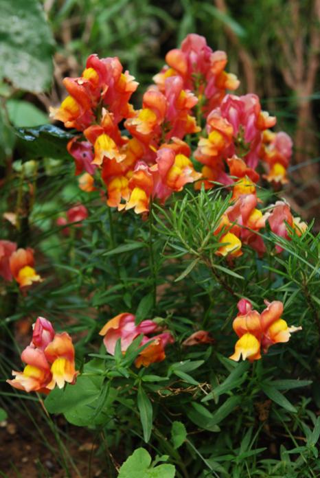 Name:  DSC_0533.jpg
Views: 836
Size:  55.8 KB