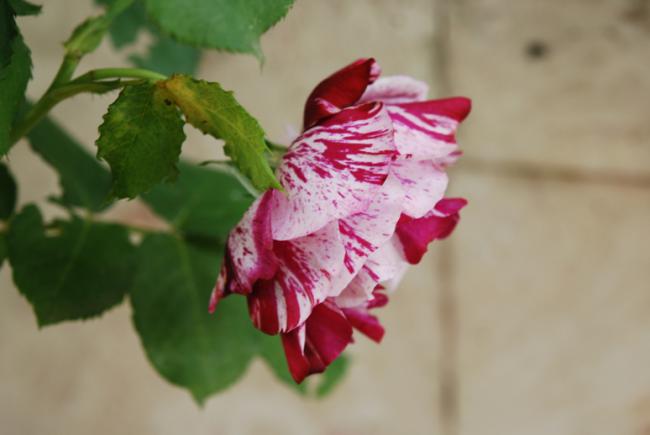Name:  DSC_0542.jpg
Views: 823
Size:  25.3 KB
