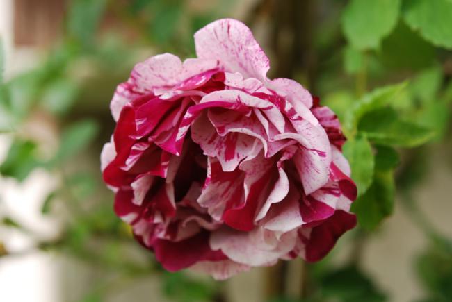 Name:  DSC_0545.jpg
Views: 837
Size:  31.5 KB