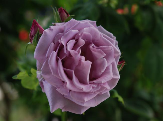 Name:  DSC_0568.jpg
Views: 851
Size:  28.0 KB