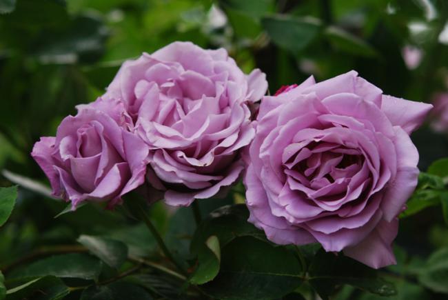 Name:  DSC_0571.jpg
Views: 924
Size:  34.8 KB