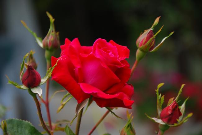 Name:  DSC_0616.jpg
Views: 937
Size:  25.6 KB