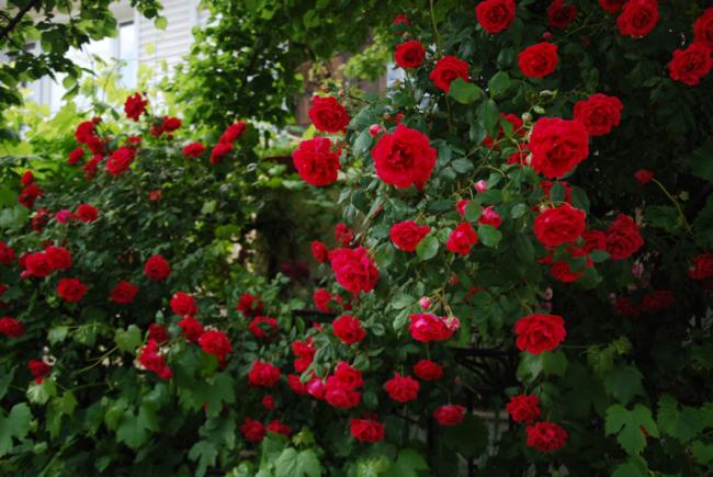 Name:  DSC_0622.jpg
Views: 9415
Size:  53.4 KB