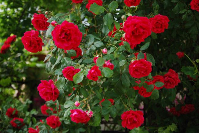 Name:  DSC_0624.jpg
Views: 2933
Size:  48.8 KB
