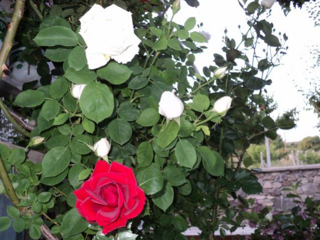 Name:  DSC01393_639x479.jpg
Views: 443
Size:  56.6 KB