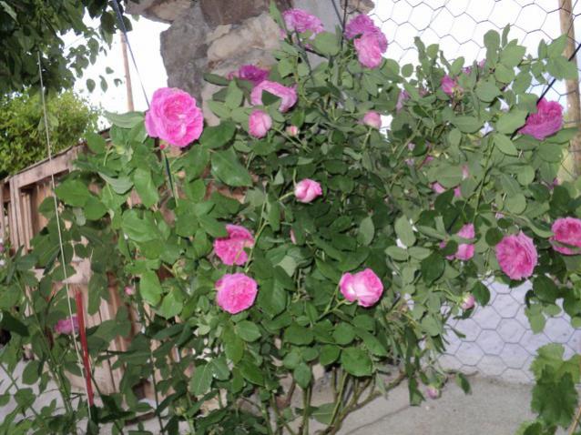 Name:  DSC01398_639x479.jpg
Views: 430
Size:  64.3 KB