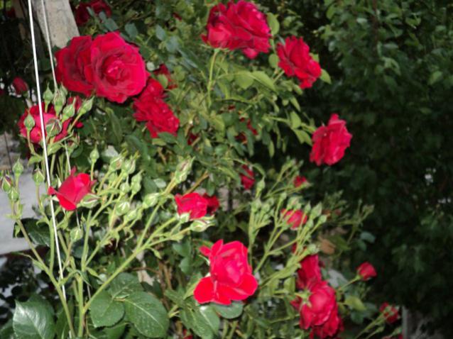 Name:  DSC01403_639x479.jpg
Views: 435
Size:  55.8 KB