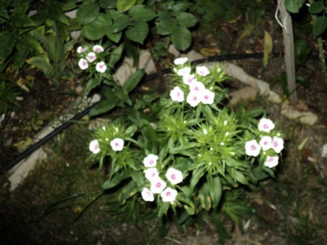 Name:  DSC01420_639x479.jpg
Views: 431
Size:  47.8 KB