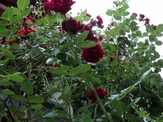 Name:  DSC01429_639x479.jpg
Views: 418
Size:  62.4 KB