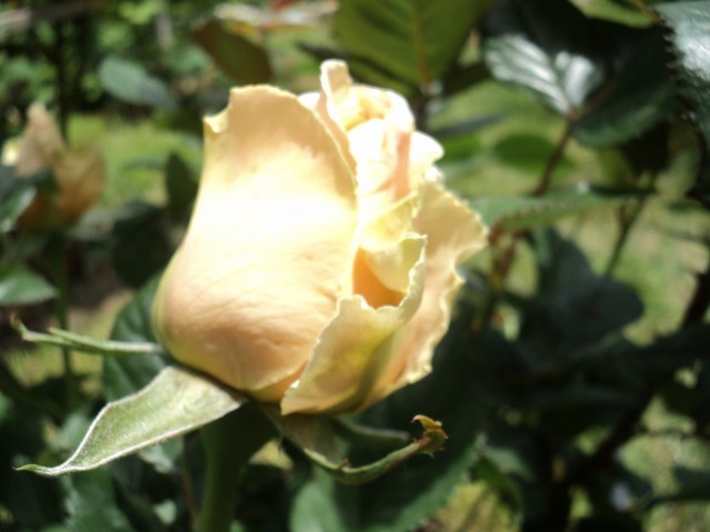 Name:  DSC01435_639x479.JPG
Views: 422
Size:  66.7 KB