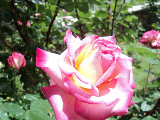 Name:  DSC01434_639x479.jpg
Views: 441
Size:  47.8 KB