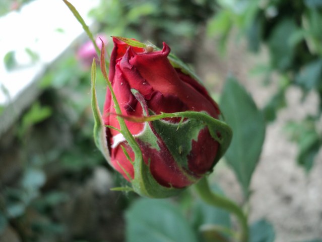 Name:  DSC01440_639x479.JPG
Views: 432
Size:  63.3 KB
