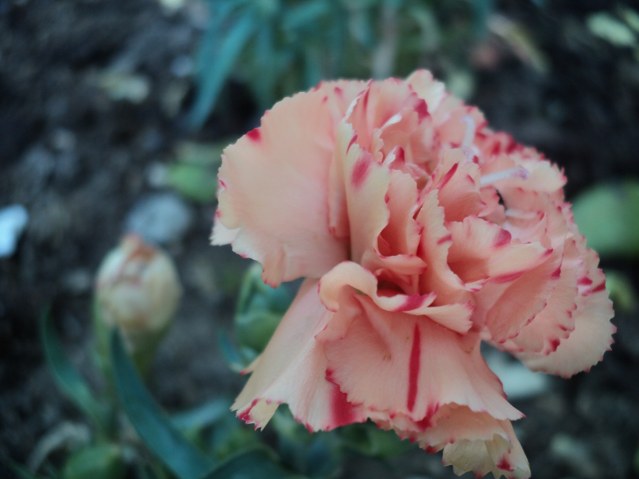 Name:  DSC01455_639x479.JPG
Views: 558
Size:  64.0 KB