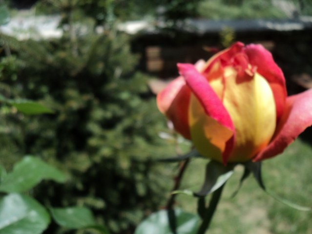 Name:  DSC01464_639x479.JPG
Views: 555
Size:  64.3 KB