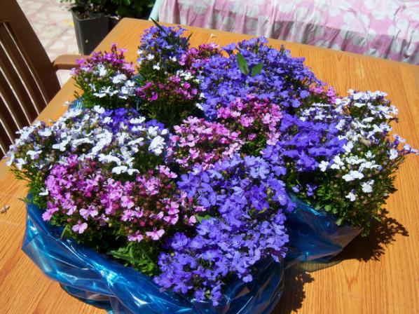 Name:  100_1586.jpg
Views: 461
Size:  73.1 KB