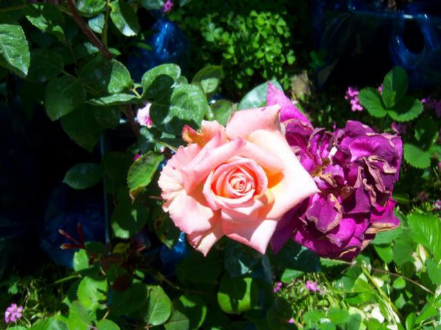 Name:  100_1589.jpg
Views: 466
Size:  51.3 KB