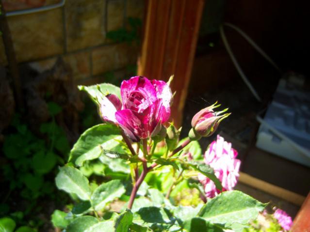 Name:  100_1590.jpg
Views: 473
Size:  38.2 KB