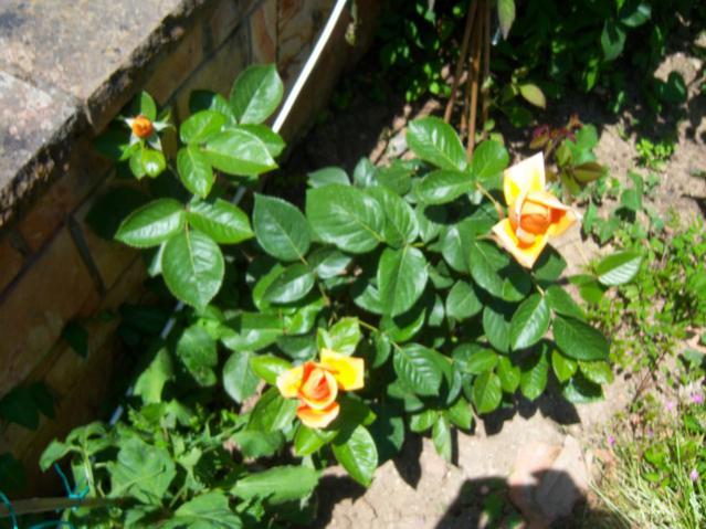 Name:  100_1594.jpg
Views: 463
Size:  56.6 KB