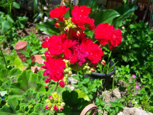 Name:  100_1596.jpg
Views: 467
Size:  61.0 KB
