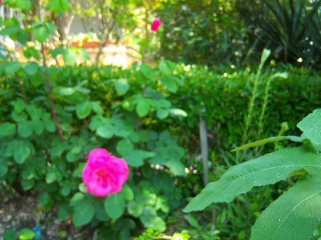 Name:  100_1598.jpg
Views: 439
Size:  47.2 KB