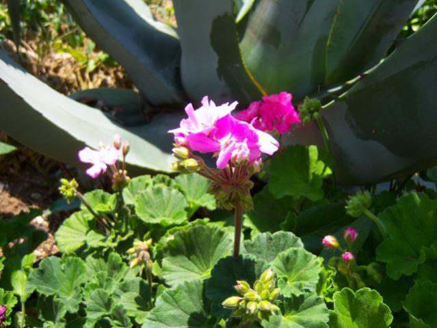 Name:  100_1599.jpg
Views: 445
Size:  48.5 KB