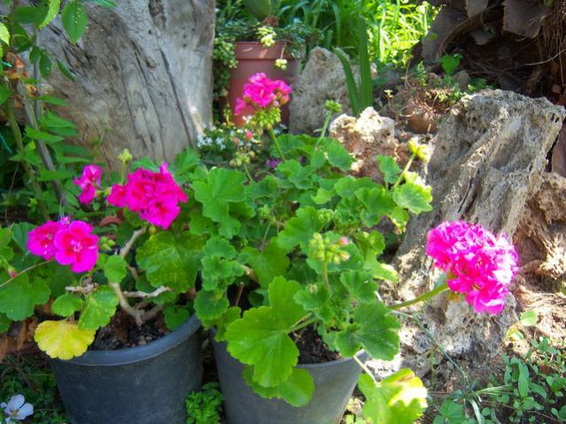 Name:  100_1603.jpg
Views: 476
Size:  69.5 KB