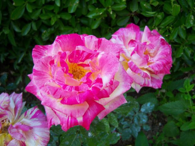 Name:  100_1626.jpg
Views: 464
Size:  47.6 KB
