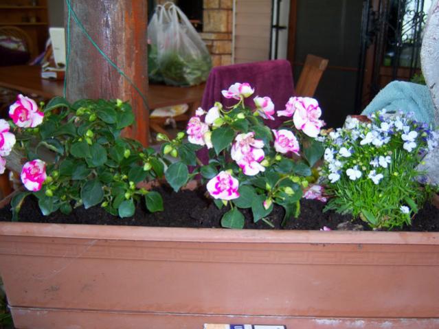 Name:  100_1630.jpg
Views: 511
Size:  50.2 KB
