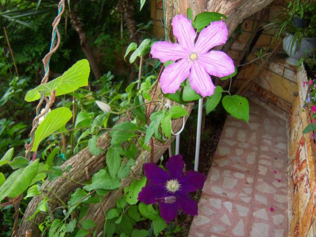 Name:  100_1632.jpg
Views: 419
Size:  60.0 KB